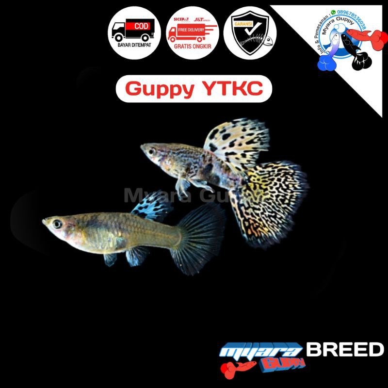Ikan Hias Guppy YTKC