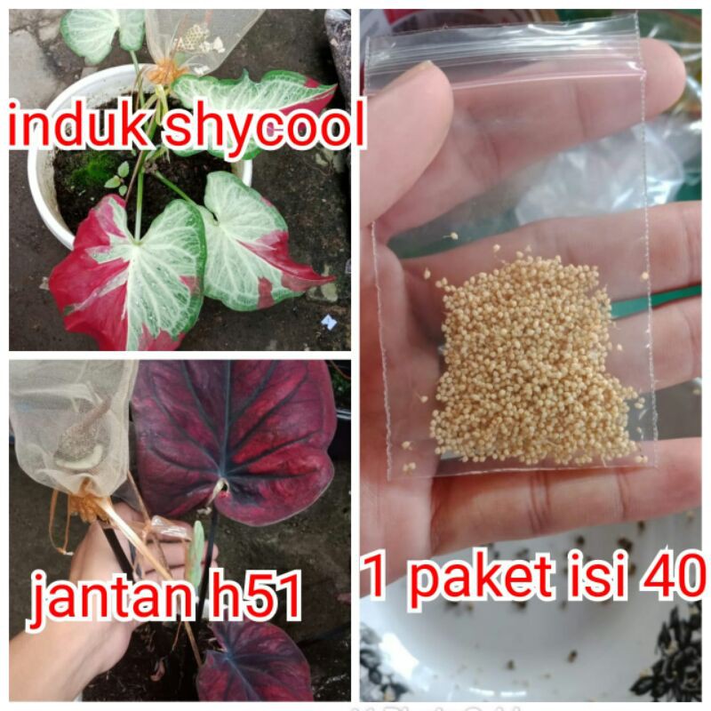 BIJI KELADI INDUK SHYCOOL X JANTAN H51
