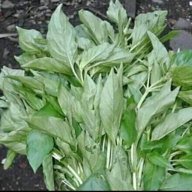 

Kemangi
