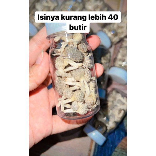 JAMUMPOT/JAMU MISS V/JAMU RAPAT/PAYUDARA/JAMU SEDOT MR P/JAMU PENGENCANG