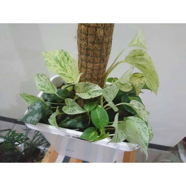 Turus Penyangga Tanaman Mosntera Philodendron Pothoz Sirih Dll Shopee Indonesia
