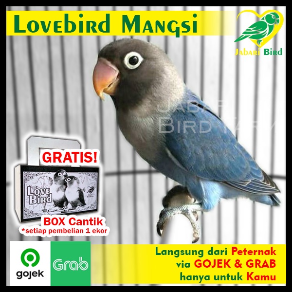 Burung Lovebird Mangsi Biru Paruh putih - Jabari Farm