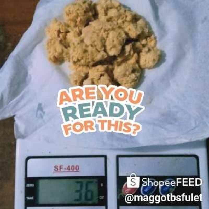 Telur magot indukan lalat bsf bergaransi