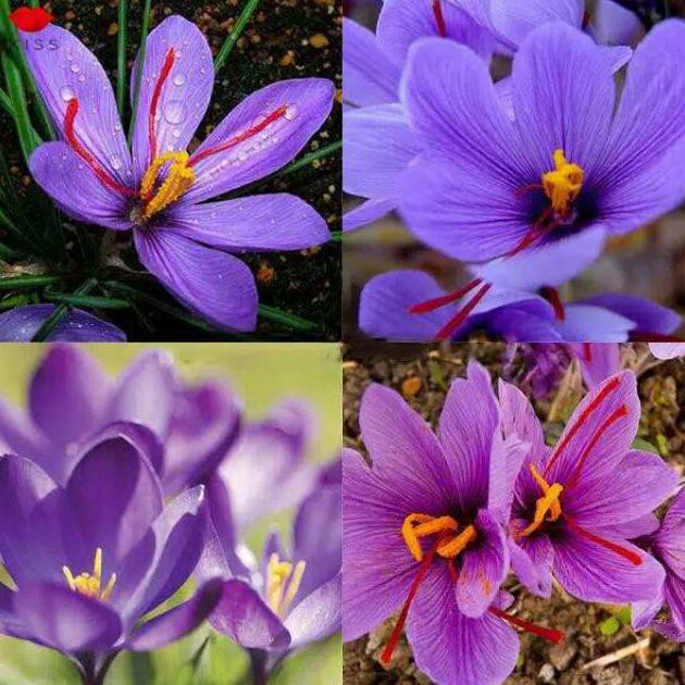 B4CK BIBIT TANAMAN BUNGA SAFFRON ZAFARON  BUNGA TERMAHAL DIDUNIA