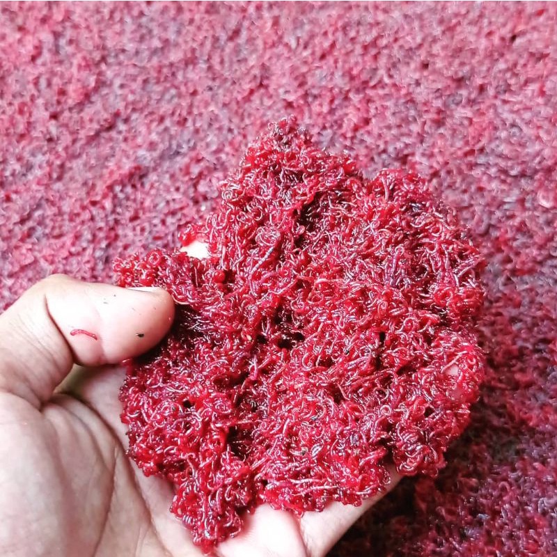 Cacing darah Hidup 1kg