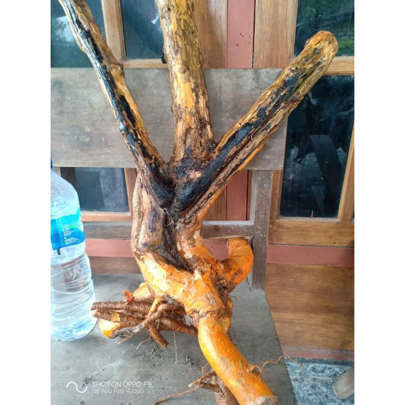 bahan bonsai sisir kaliage dongkelan terbaru