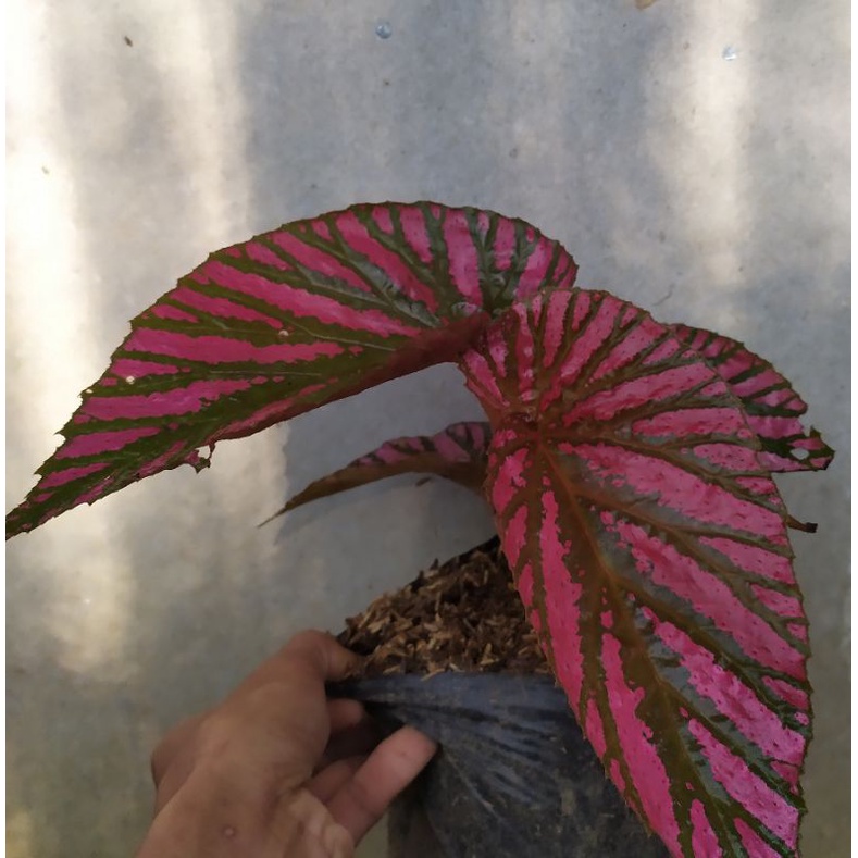 begonia rex walet