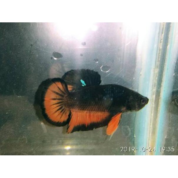 Kode 4453 Ikan Cupang Plakat Avatar Gordon Shopee Indonesia