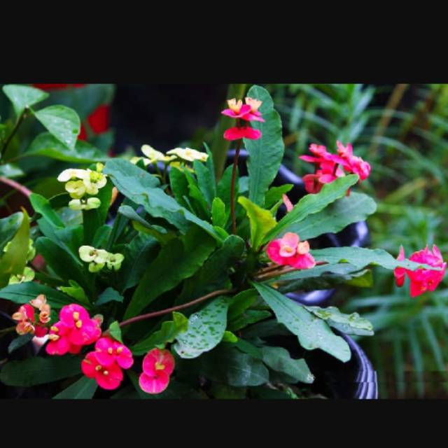 Tanaman Bibit Bunga Euphorbia Eforbia Putih Dan Merah Shopee Indonesia