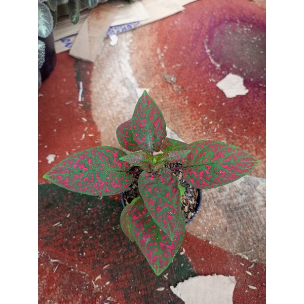 TANAMAN HIAS HYPOESTES MERAH