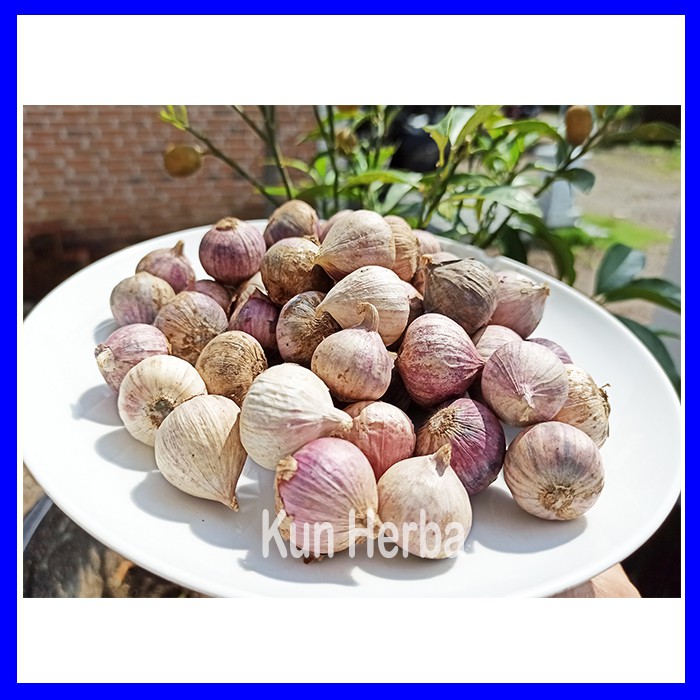 

BAWANG PUTIH TUNGGAL 1 KG - BAWANG PUTIH LANANG