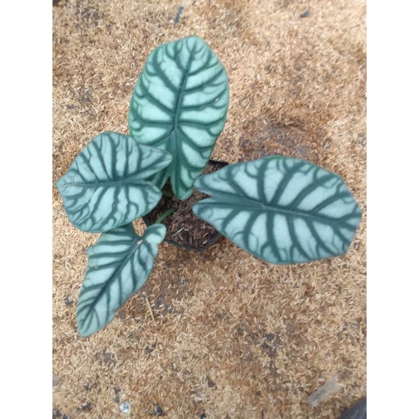 Dragon Silver Keladi Tengkorak