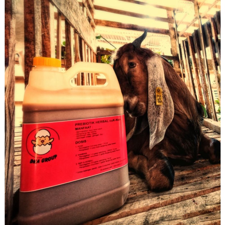 Probiotik Herbal Ternak