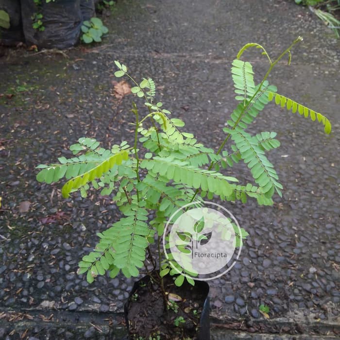 Bibit Tanaman Saga Bibit Daun Saga Tanaman Obat Herbal Merambat