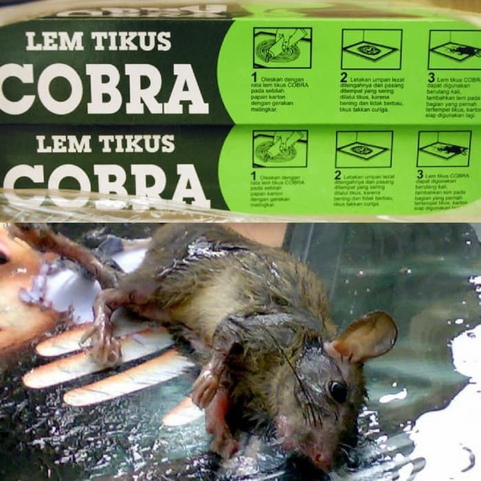 Promo COD Lem tikus bening Cobra perangkap curut super lengket bukan cap gajah