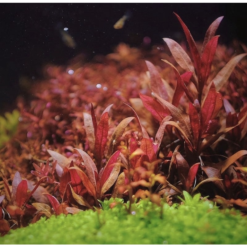 Alternanthera Reineckii mini tropica -  Tanaman Aquascape Tumbuhan Air Hidup Hiasan Dekorasi Pohon Rumput Aquarium