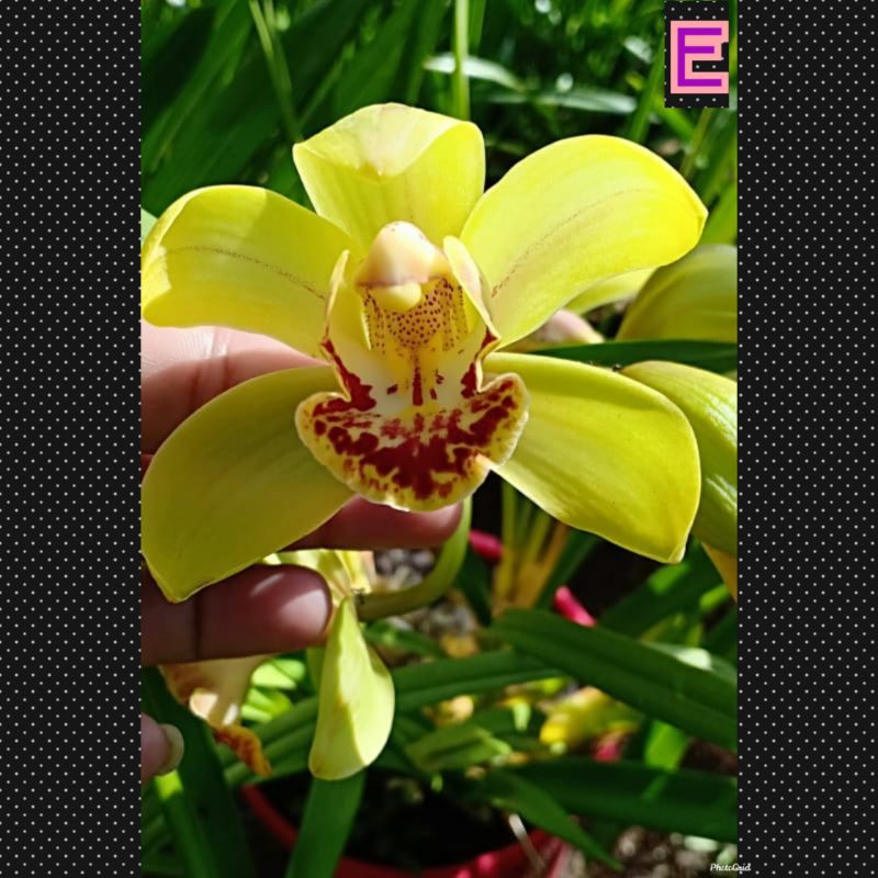 anggrek cymbidium australia