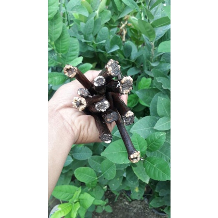 cutting anggur isabela kalus (ambil 10 bonus entres)