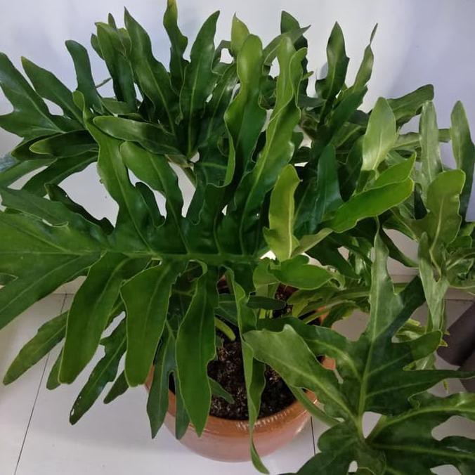 Philodendron Selloum Size Besar/ Philo Selloum / Philodendron Jari