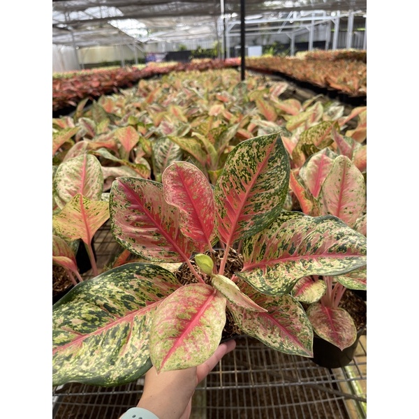 aglonema sweet dream