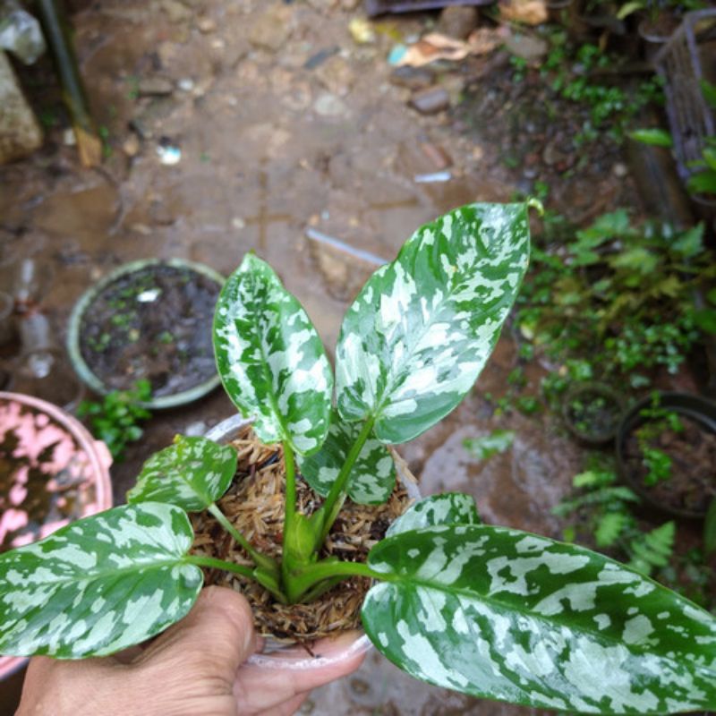 Schismatoglottis calyptrata sp papua