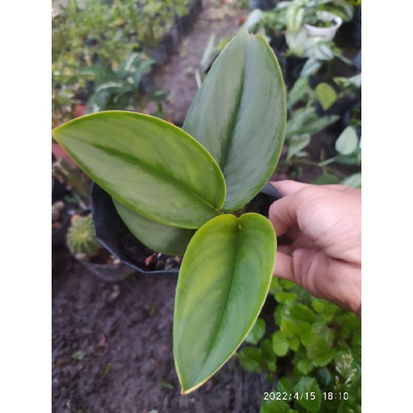 scindapsus moonlight / scindaspus susu