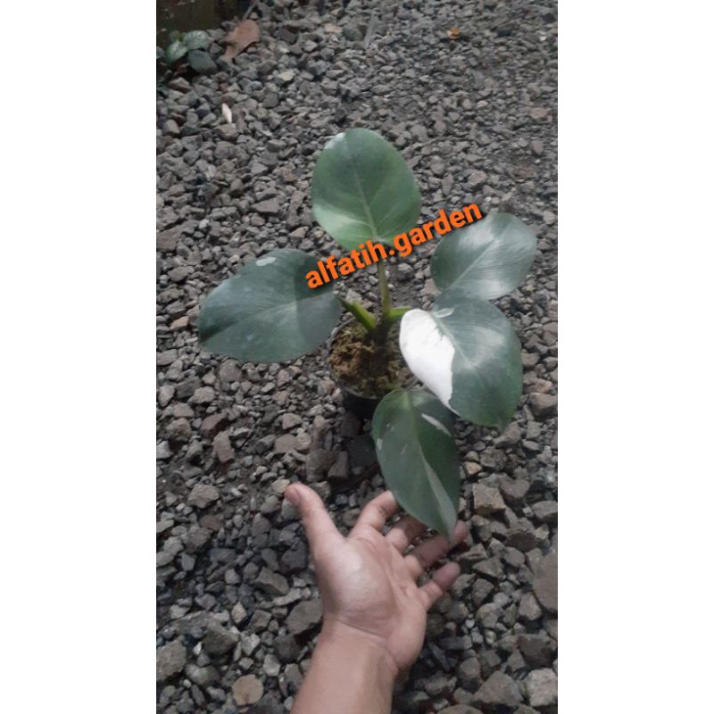 philodendron white wizard