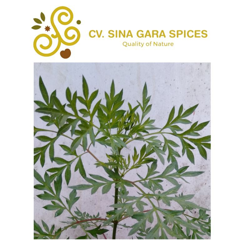 

Daun Sayuran Kenikir Segar Ulam