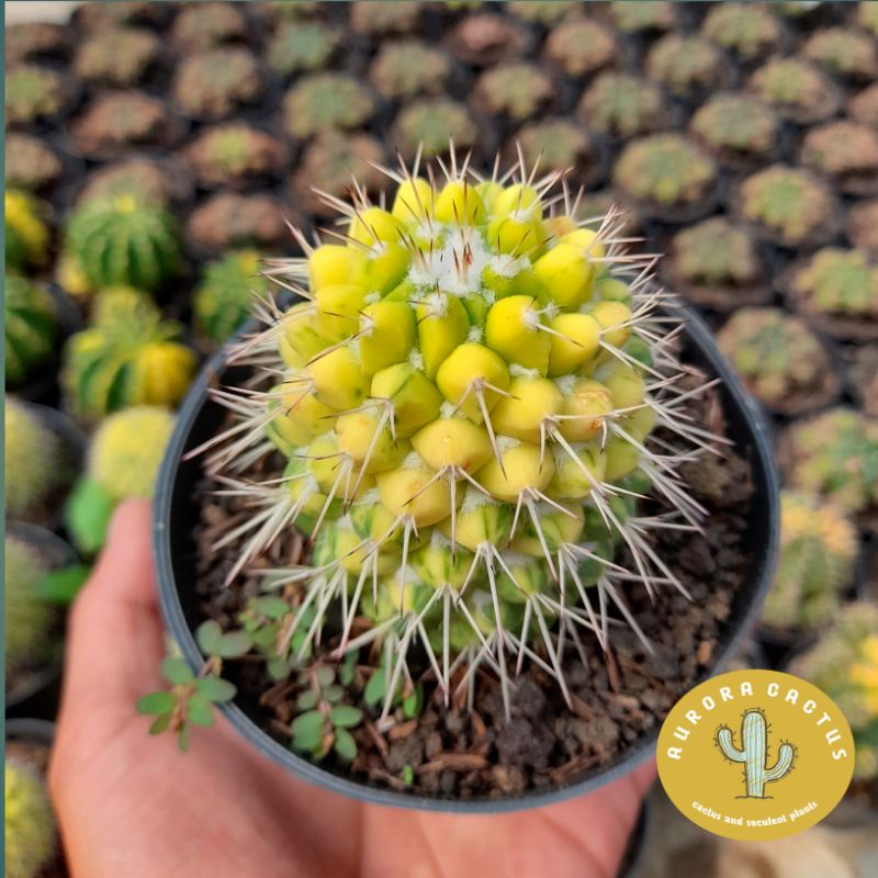 KAKTUS durian ownroot variegatta