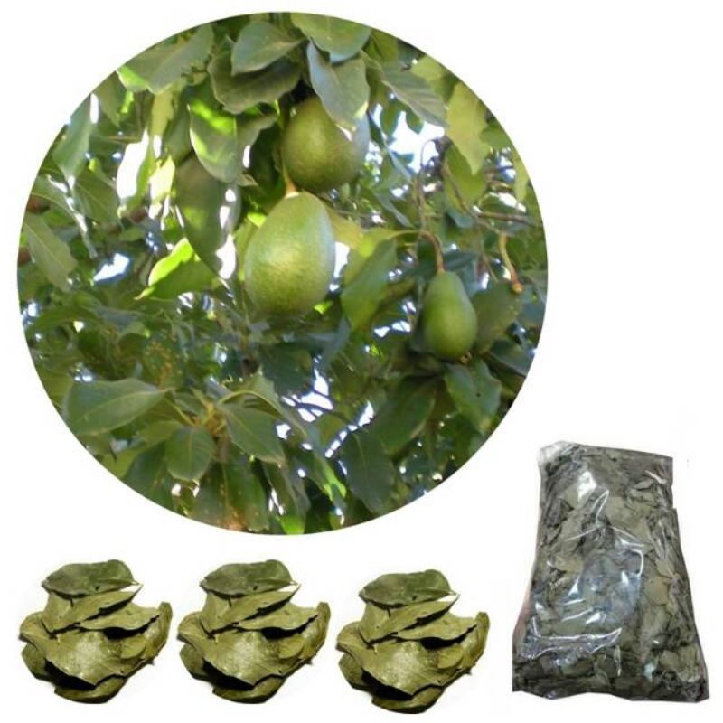 

daun alpukat kering 50 gram