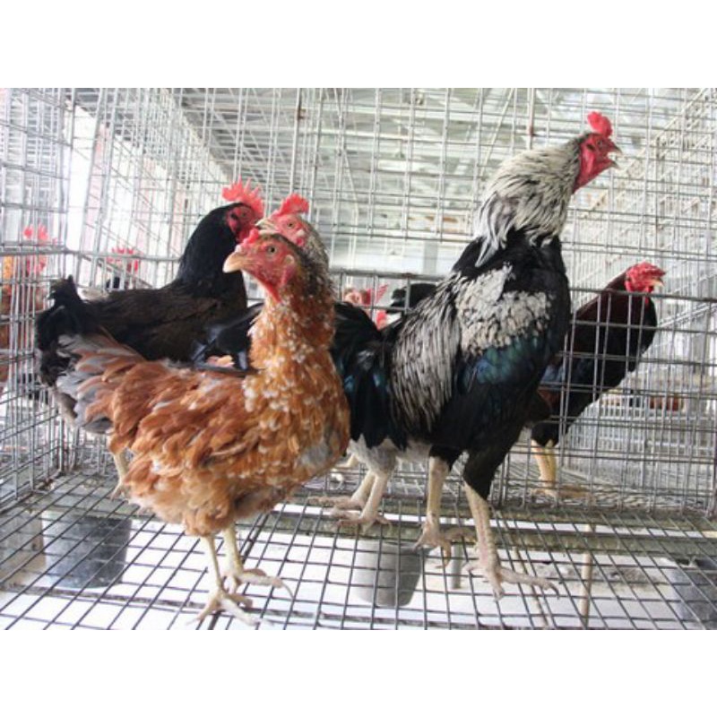 Jual Ayam Kampung Jantan Hidup Per Ekor Shopee Indonesia