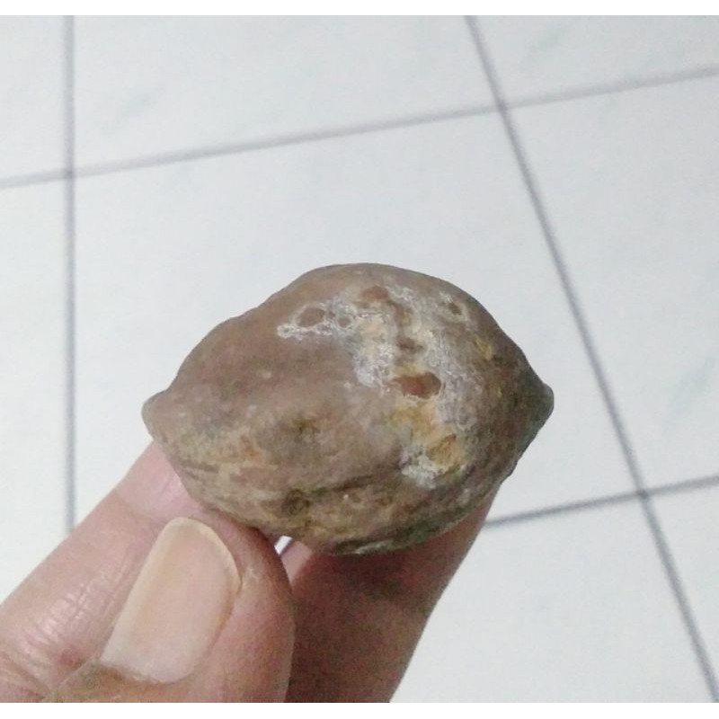 Muncang Adu Jayanti Si Poek Tua Jatohan