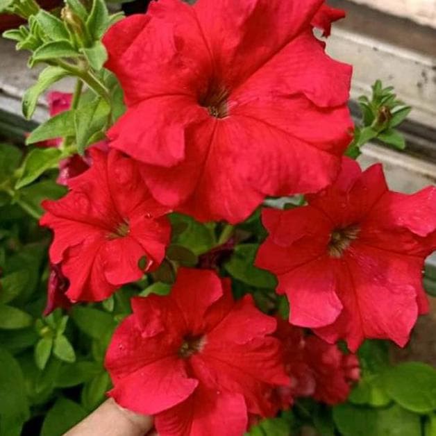 Bibit Benih Biji Bunga Petunia Red - Benih Bunga Petunia Merah - Bunga Petunia Red - Petunia - COD