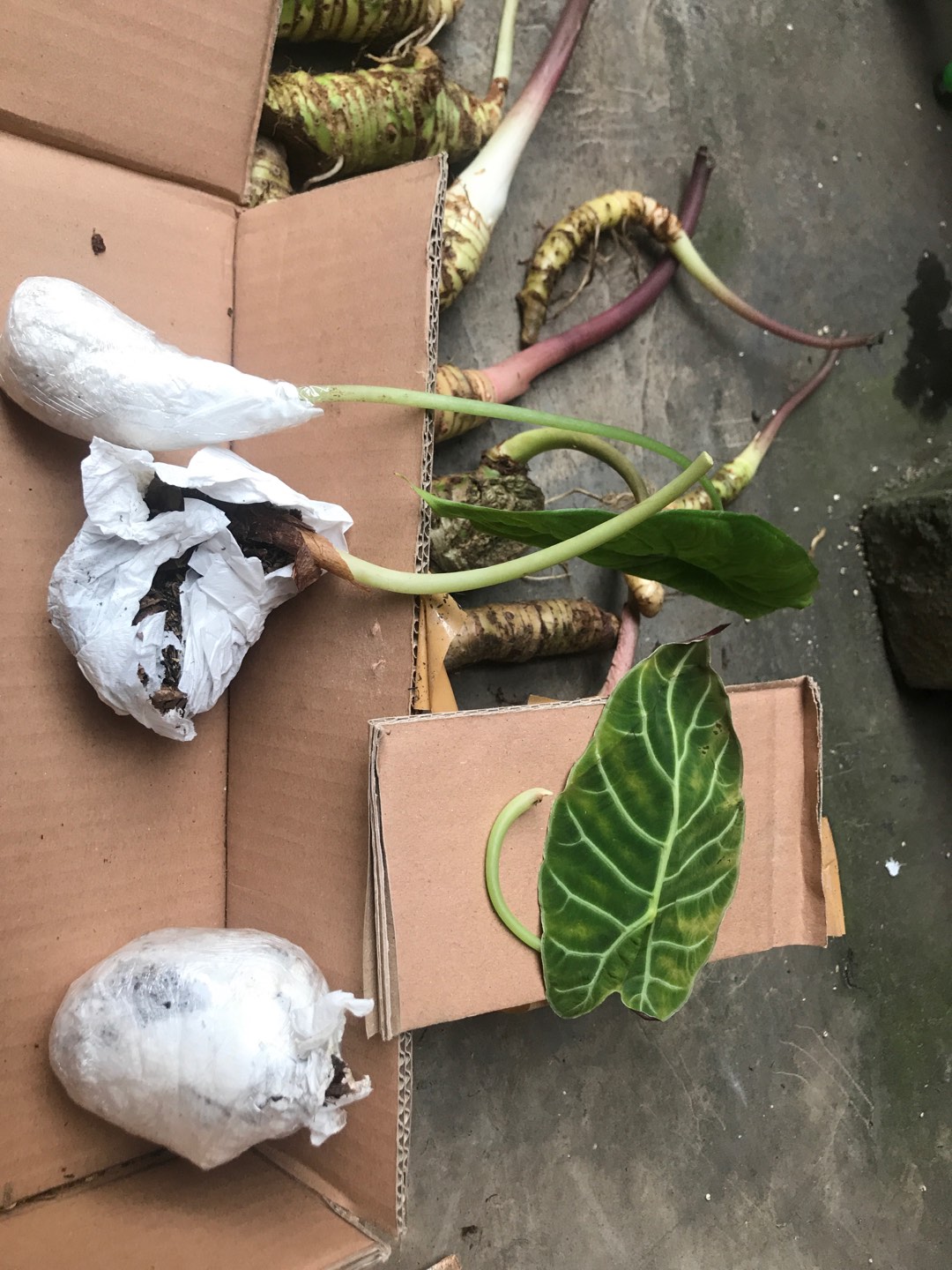 Bonggolan Alocasia Puncak Borneoensis Kalbar,