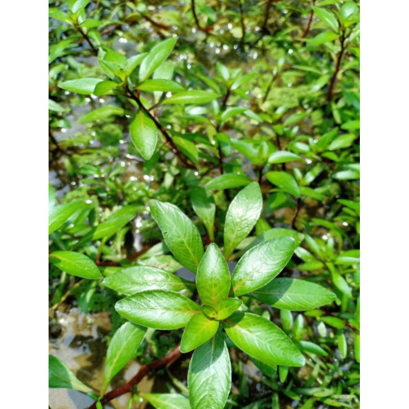 Tanaman air aquascape Ludwigia inclinata var verticillata cuba