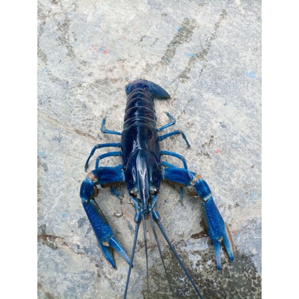 

indukan lobster air tawar walkmin konsumsi