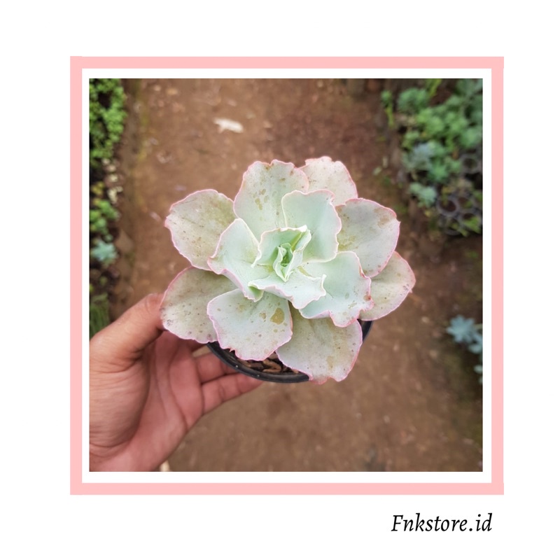 sukulen kol jumbo lengkap dengan pot / sukulen jumbo / sukulen kol
