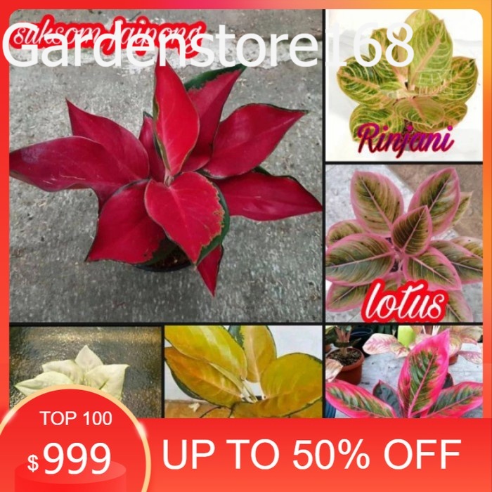 Promo Baru 6 Bibit/BENIH Aglonema SUKSOM JAIPONG,SUPER WHITE,KANZA