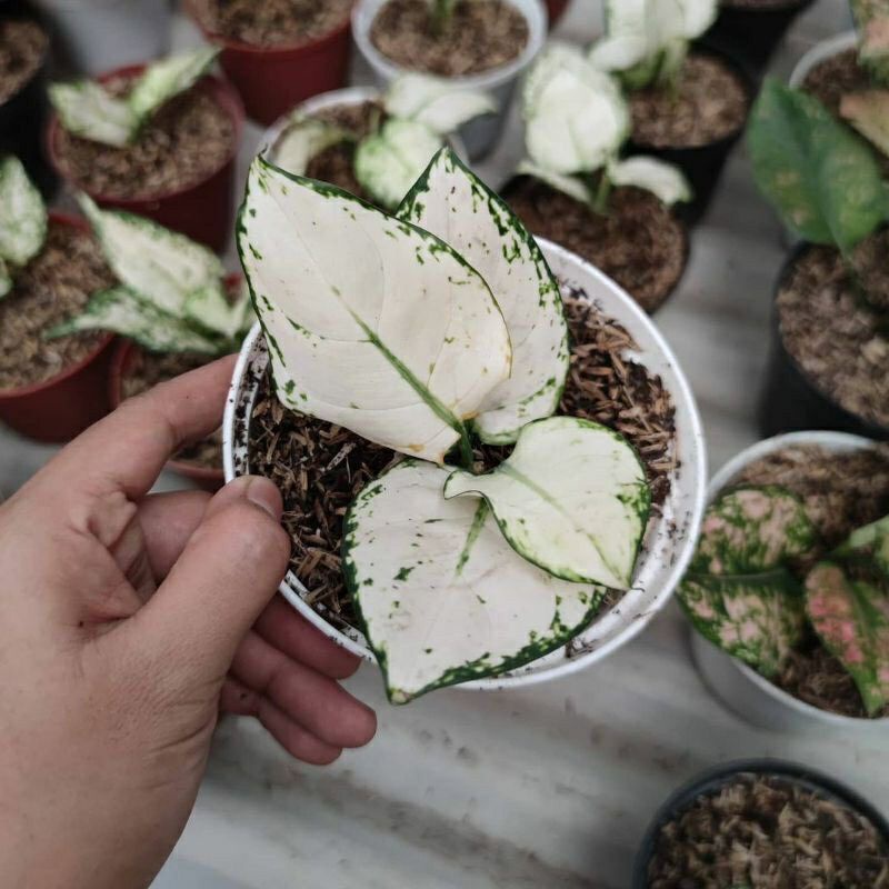 Anakan Aglonema Super White