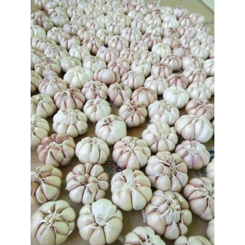 

bawang putih