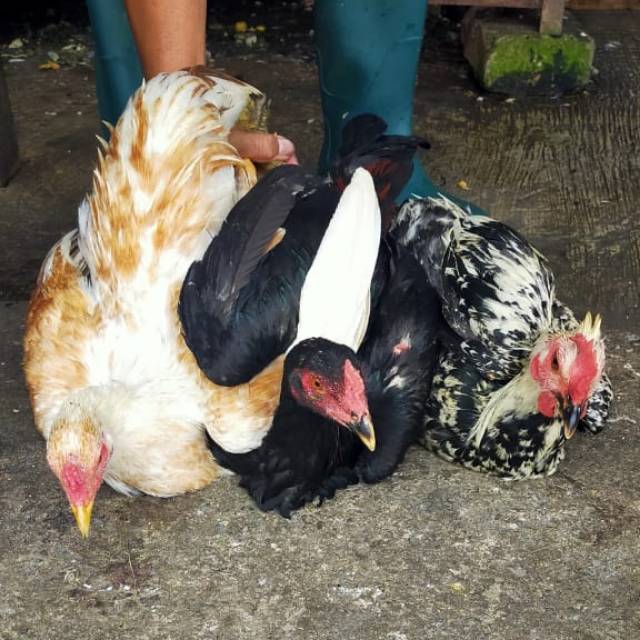 Ayam kampung jago 1 ekor, khusus pemesanan gojek dan gosend