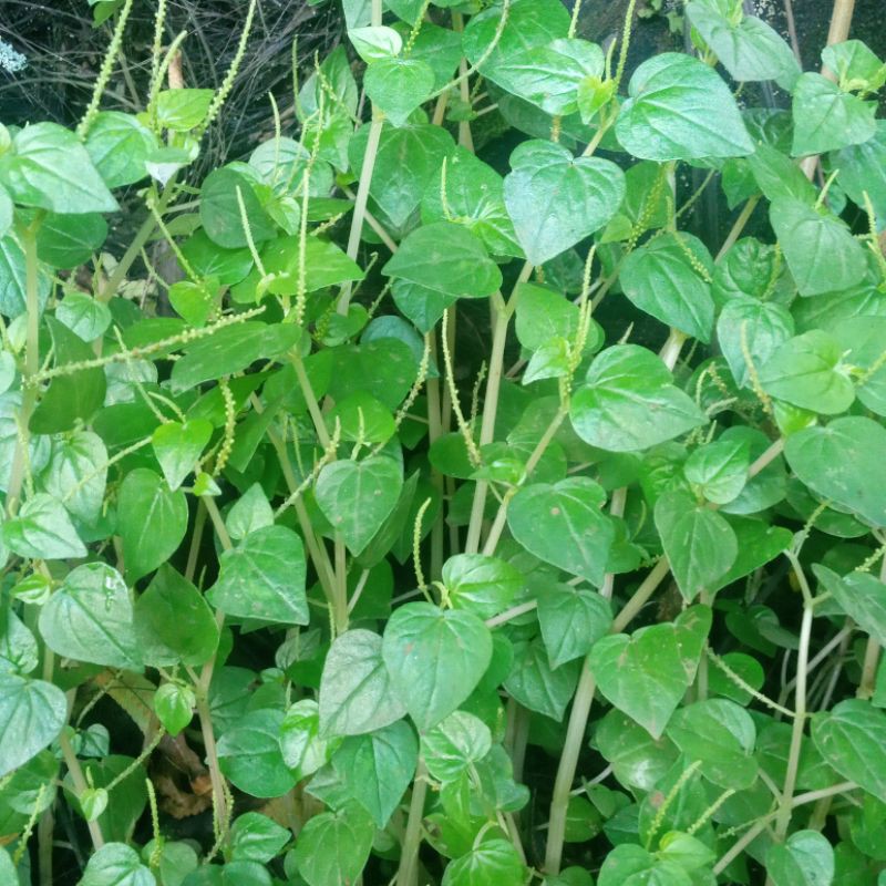 Jual Daun suruhan ketumpang air atau sirih cina 1 kg segar.