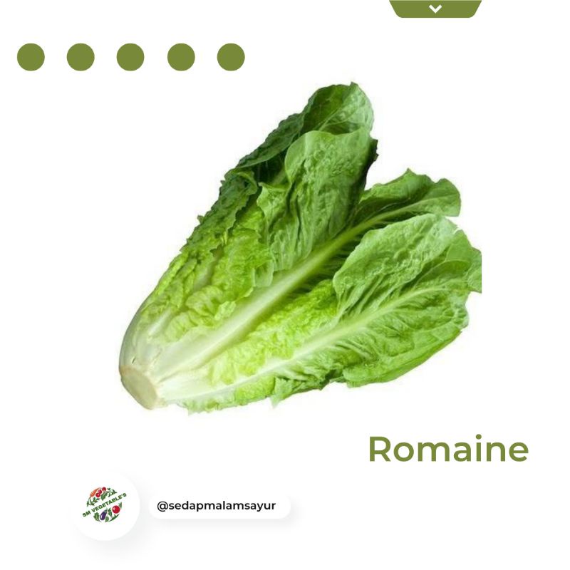 

Sayursegar/romaine/lettuceromaine500gr