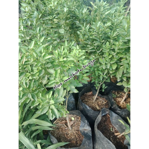 Pohon Jeruk Songkit Berbuah - Bibit Jeruk Sonkit / Songkit