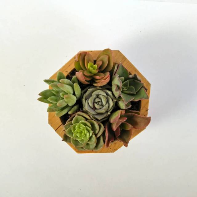 Paket baby succulent pot kayu