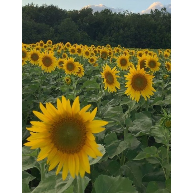 bibit bunga matahari (bukan benih) tanaman tinggi bunga besar