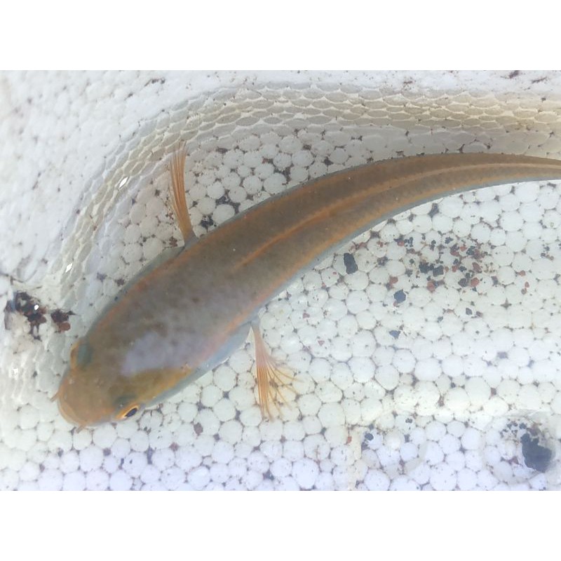 CHANNA MARU RED BARITO 6-7cm