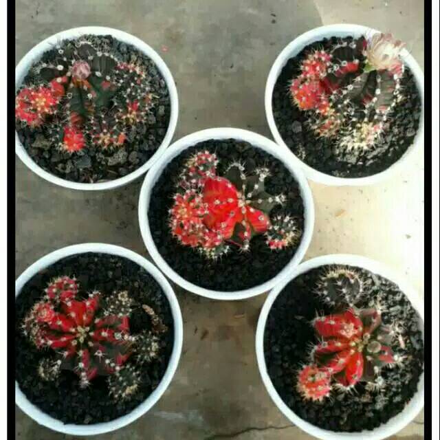 Gymno tri colour ownroot