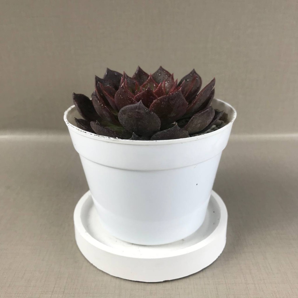 Kaktus Sukulen (Echeveria Black Prince) Tanaman Hias Hidup