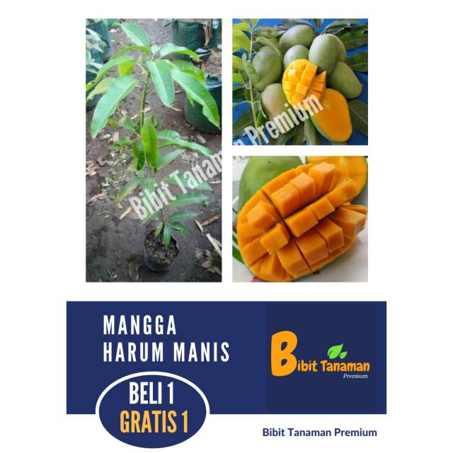 Jual Bibit Mangga Arum Manis Harum Manis Beli Gratis Bibit Tanaman Premium Shopee Indonesia